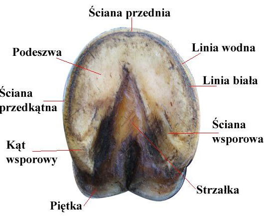 Kopyto_końskie