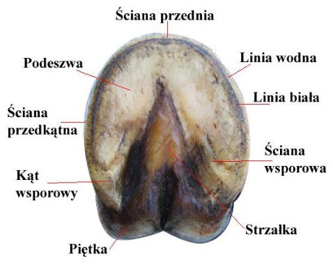 budowa-kopyta